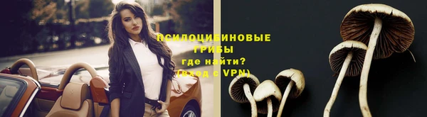PSILOCYBIN Бородино